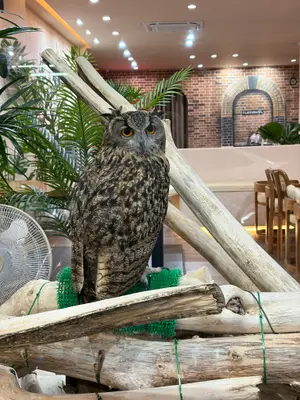 Owl big as fat cat